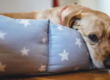 Giárdia Canina: sintomas, prevenção e tratamentos