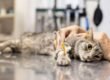 Esporotricose felina: saiba mais sobre a doença