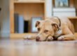 Leishmaniose canina: o que você precisa saber sobre a doença