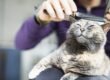 O que você precisa saber sobre a troca de pelo nos gatos